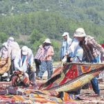 0x0-milyonluk-hali-tarlasi-1499536321302