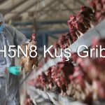 H5N8 kuş gribi kopya