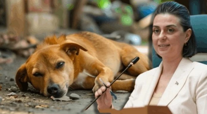 Sinem Dedetaş ‘Katliam Yasası’na Karşı Harekete Geçti