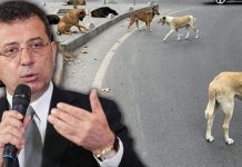 İmamoğlu, “Söz veriyorum, tek bir sokak hayvanının bile uyutulmasına asla izin vermeyeceğiz”