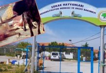 Mamak Barınağı’ndaki Skandalda Flaş Gelişme: CHP’li İsim Duyurdu… ‘İhmali Olanlar Görevden Alındı’