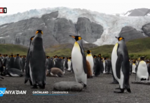 Pengunler bu defa Tele1 ekranında. TMSF’ye devredildi, kayyum atandı