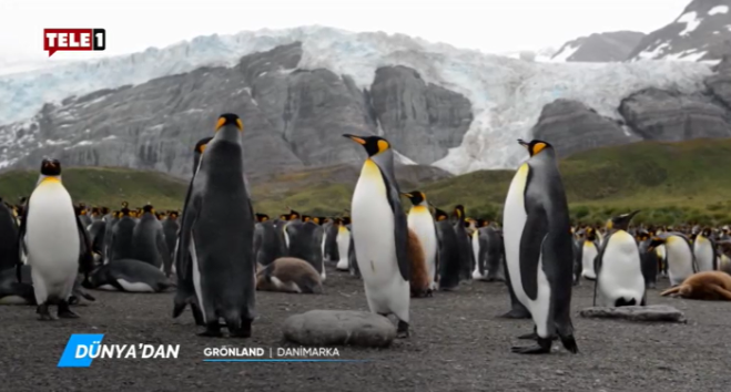 tele1 penguenler